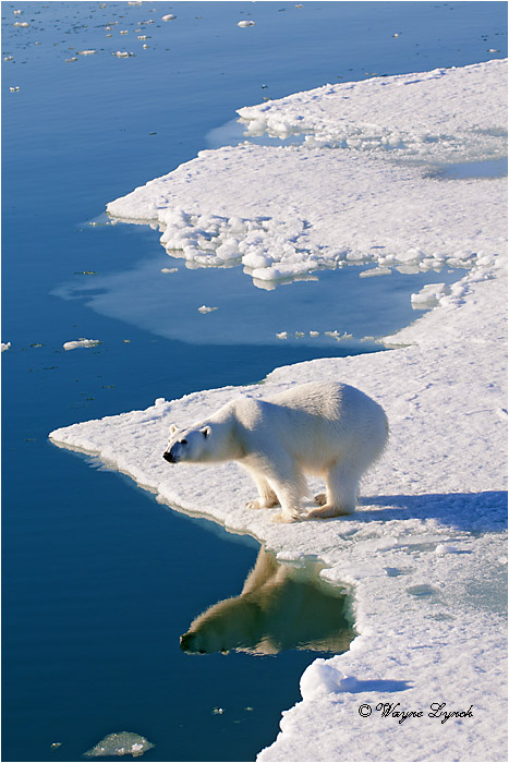 Polar Bear on Pack Ice 220 by Dr. Wayne Lynch &copy;